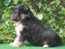 puppies