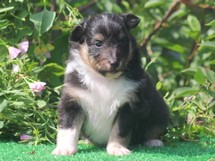 puppies