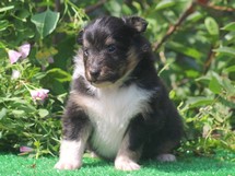 puppies