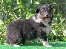 puppies