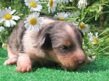 puppies