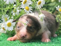 puppies
