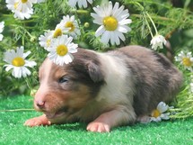 puppies