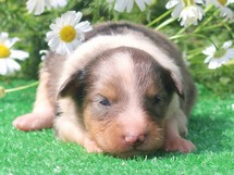 puppies