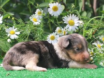 puppies