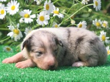 puppies