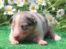 puppies