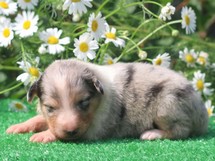 puppies
