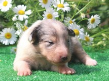 puppies