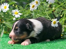 puppies