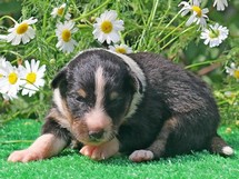 puppies