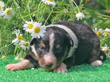 puppies