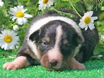 puppies