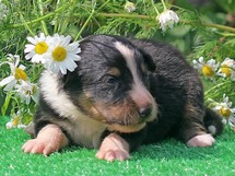 puppies