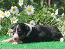 puppies