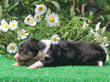 puppies
