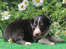 puppies