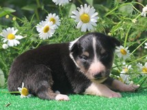 puppies