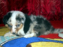 puppies