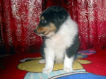 puppies