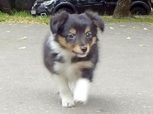 puppies