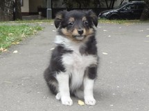 puppies