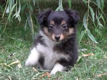 puppies