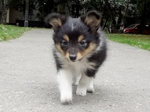 puppies