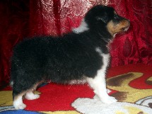 puppies
