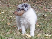 puppies