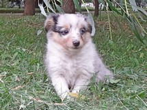 puppies