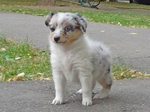 puppies