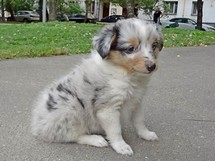 puppies