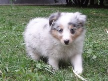 puppies