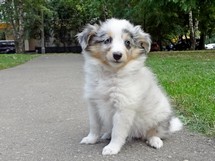 puppies