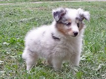 puppies