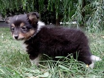 puppies