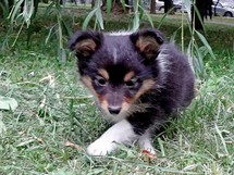 puppies