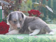 puppies