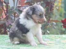 puppies