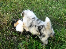 puppies
