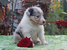 puppies