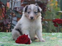 puppies