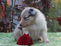 puppies