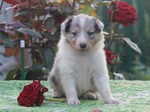 puppies