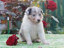 puppies