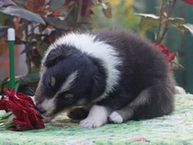 puppies