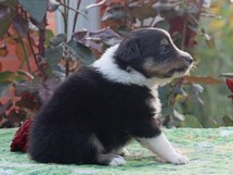 puppies