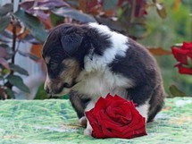 puppies