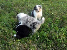 puppies